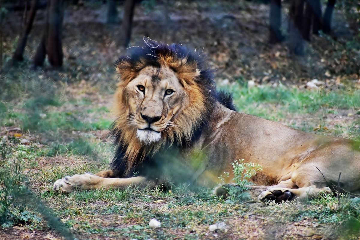 León con una gran melena descansando sobre el césped