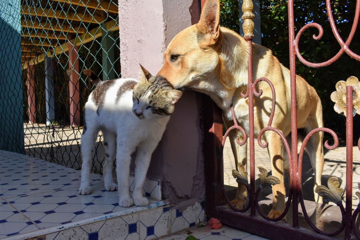 Un perro pequeño y un gato juntos en casa