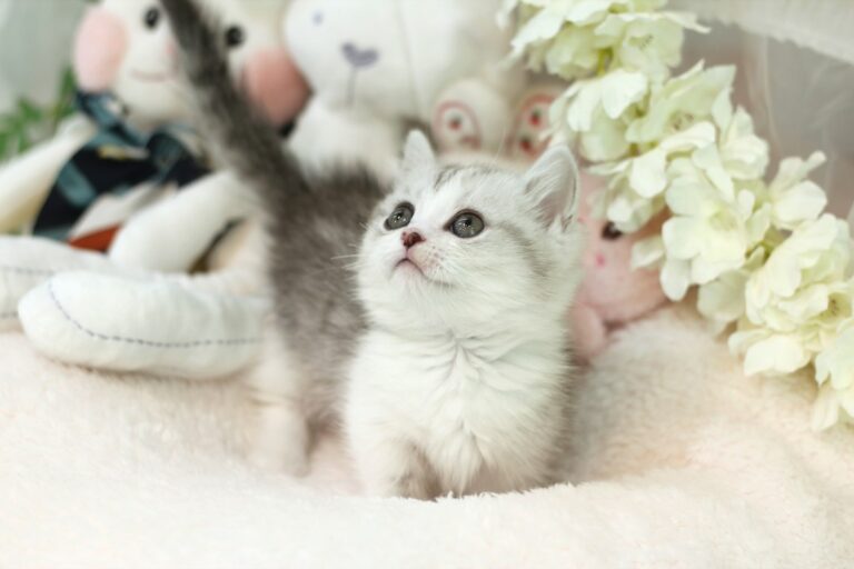 Un gatito junto a unos peluches
