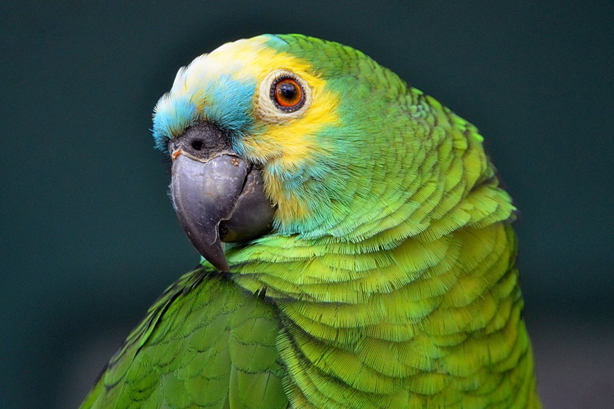 Primer plano de un loro verde con plumas amarillas y pico oscuro