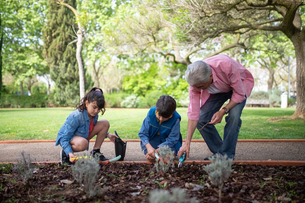 Abuelo ayudando a sus nietos a plantar en un jardín