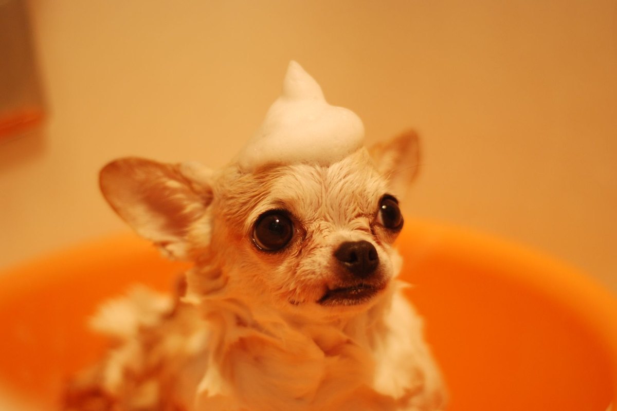 Chihuahua pequeño y marrón en una bañera con espuma sobre la cabeza